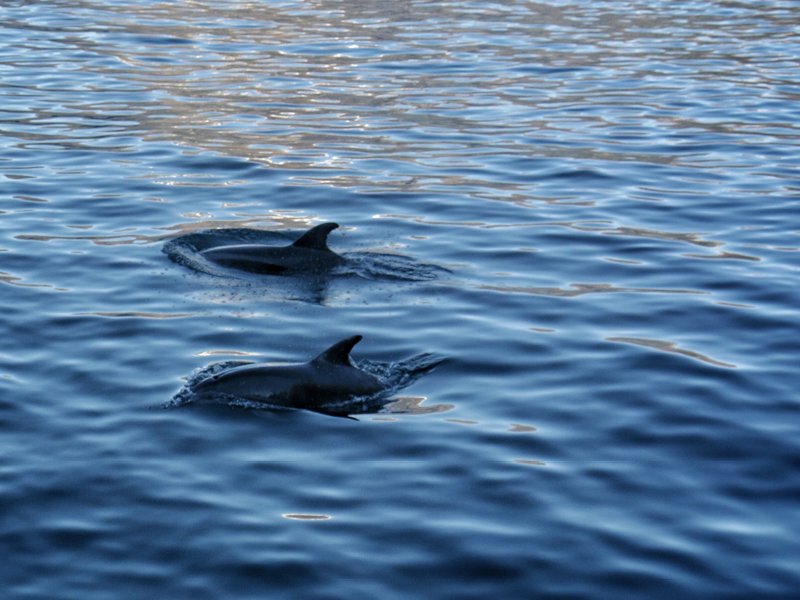 Dolphins in Milford Sound, Fiordland